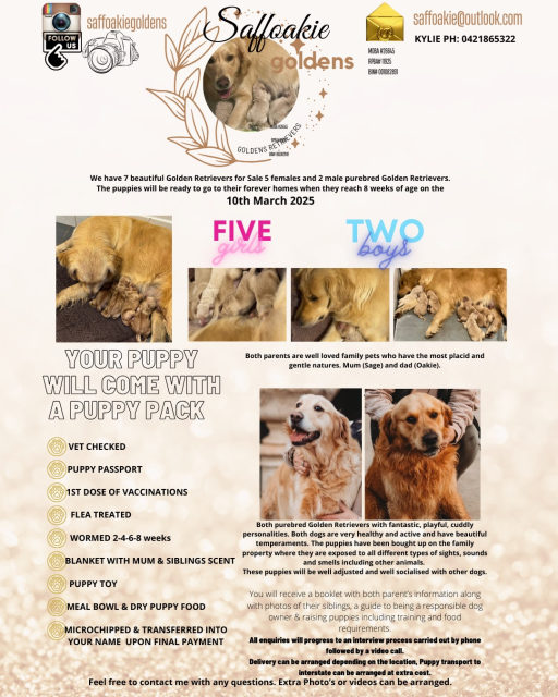 Golden Retriever Puppies | Dogs & Puppies | Gumtree Australia ...