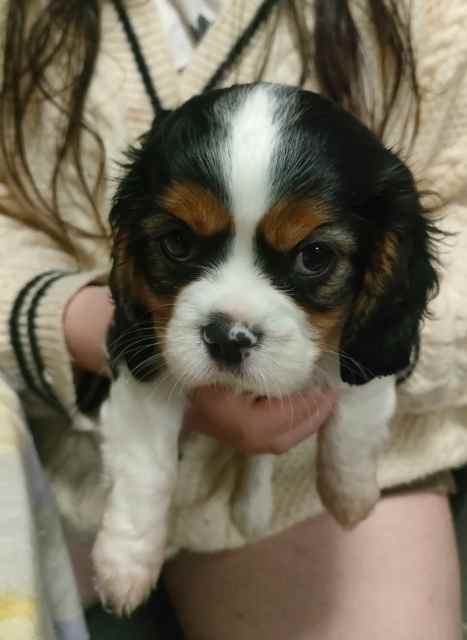 MDBA E2 pedigree female cavalier king Charles spaniel | Dogs & Puppies ...