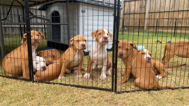 American Staffys FOR SALE puppies Dogs Puppies