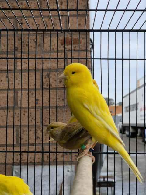 OPEN 7 DAYS. Beautiful Fife and Border Canaries | Birds | Gumtree ...