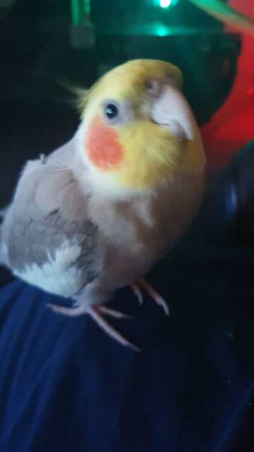 Lost Cockatiel. Beaks Cinnamon cockatiel, Buddina Area | Birds ...