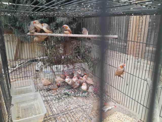 Zebra finches | Birds | Gumtree Australia Geelong City - Geelong