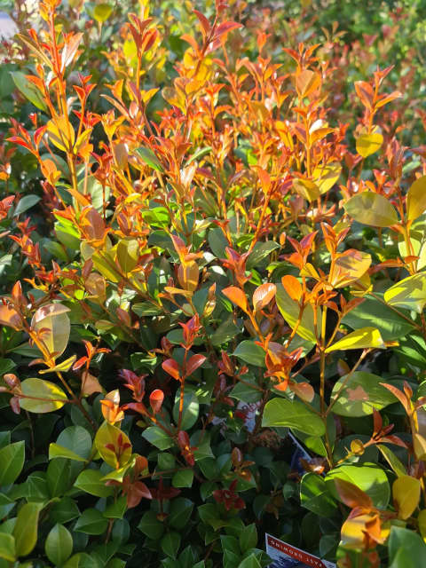 Big Red Lilly Pilly / 70cm-80m tall / 20cm pot / Beautiful Flowers Att ...