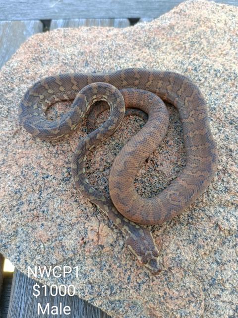 Hatchling Northwest Carpet Pythons & Woma | Reptiles & Amphibians ...