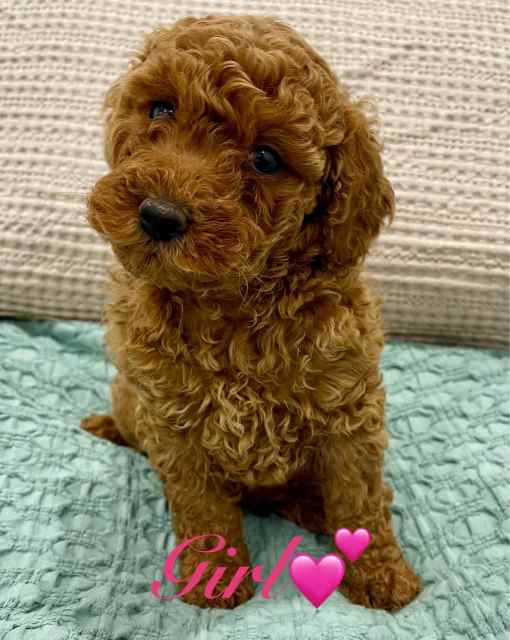 RUBY RED SPOODLES READY NOW MALE AND FEMALE 🐶💕 Dogs & Puppies