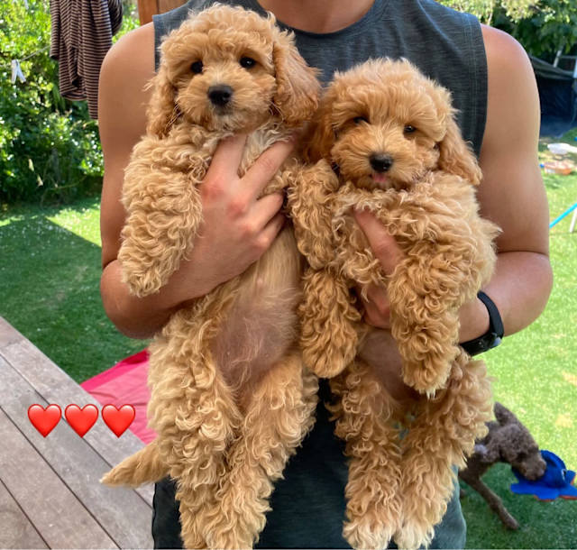 bichon poodle teddy bear