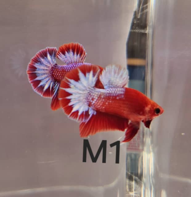 Gumtree best sale betta fish