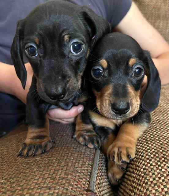 sausage dogs for sale on gumtree