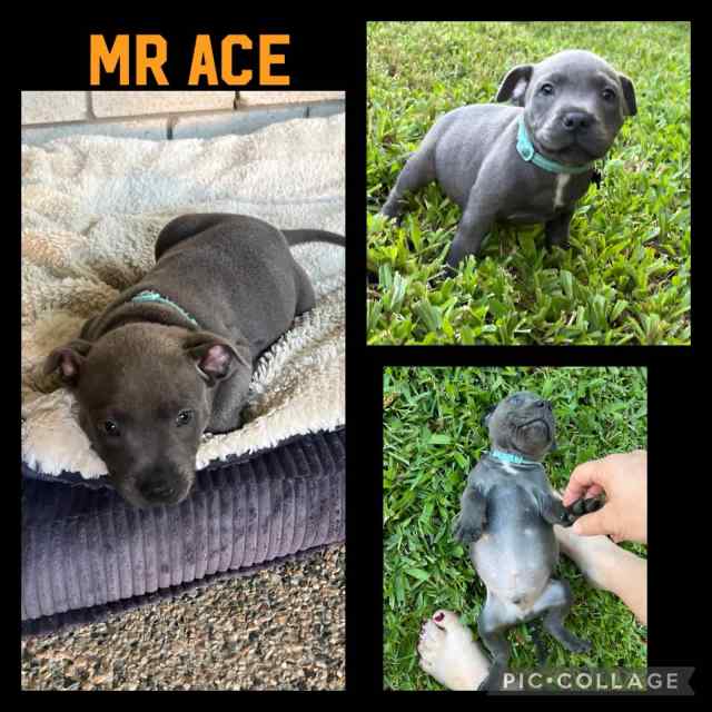 English Staffy’s Dogs & Puppies Gumtree Australia Mackay City