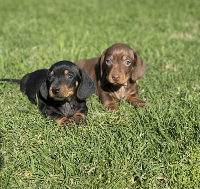 miniature dachshund gumtree