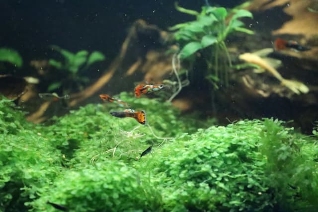 Guppy, longfin albino bristlenose, female betta, blue shrimp , Fish, Gumtree Australia Wyndham Area - Hoppers Crossing