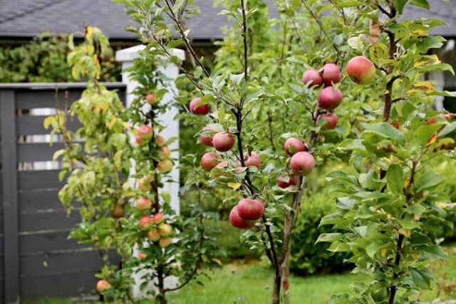 how-to-plant-dwarf-fruit-trees