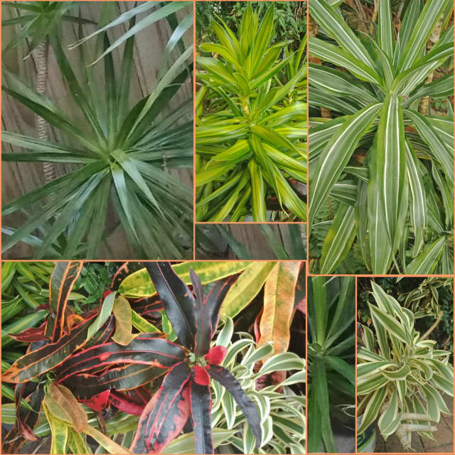 Mixed Colour Plant cuttings, Dracaena up to 2mt, Croton, Dragonfruit