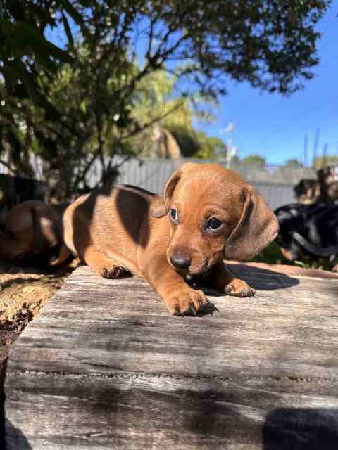 Stunning Purebred Miniature Dachsunds | Dogs & Puppies | Gumtree ...