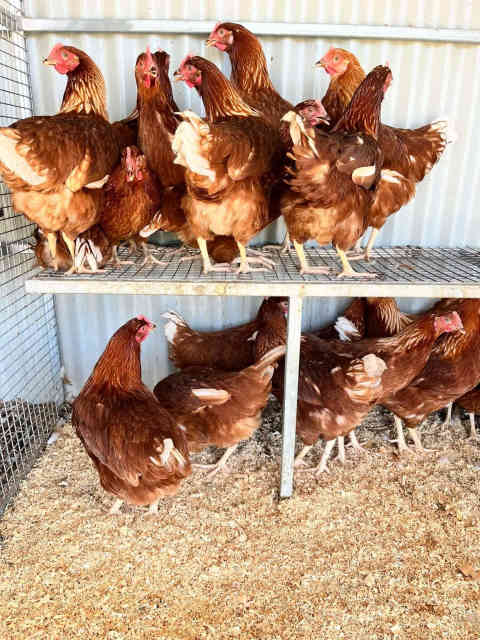 Isa Brown Pullets 15 weeks old laying hens | Livestock | Gumtree ...