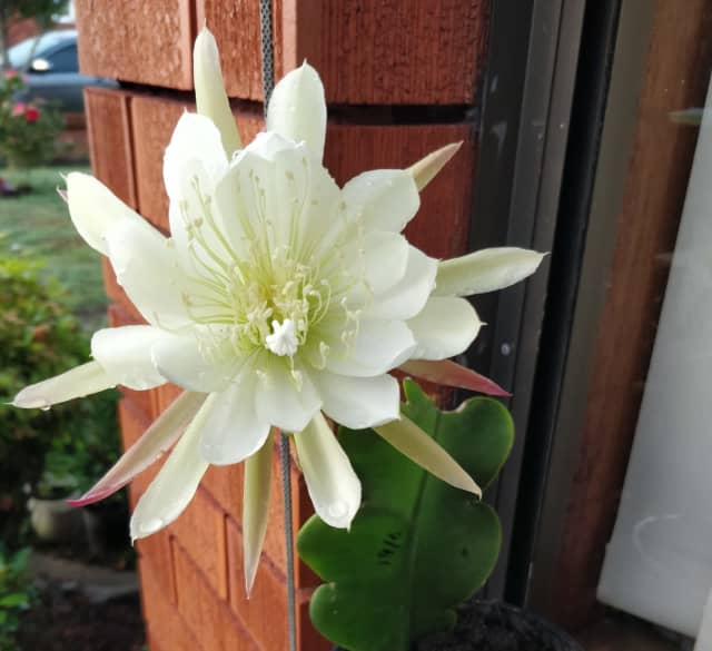 bloom now /price from 20 Epiphyllum Orchid Cactus Plants Gumtree