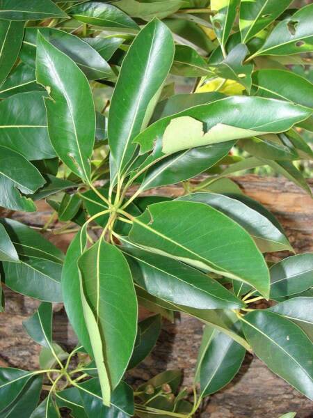 Lophostemon confertus (Qld Brush Box) tree in 45 litre growbags 4 sale ...