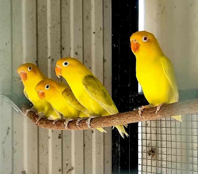 Bird Aviaries Birds Gumtree Australia Bellingen Area Bellingen