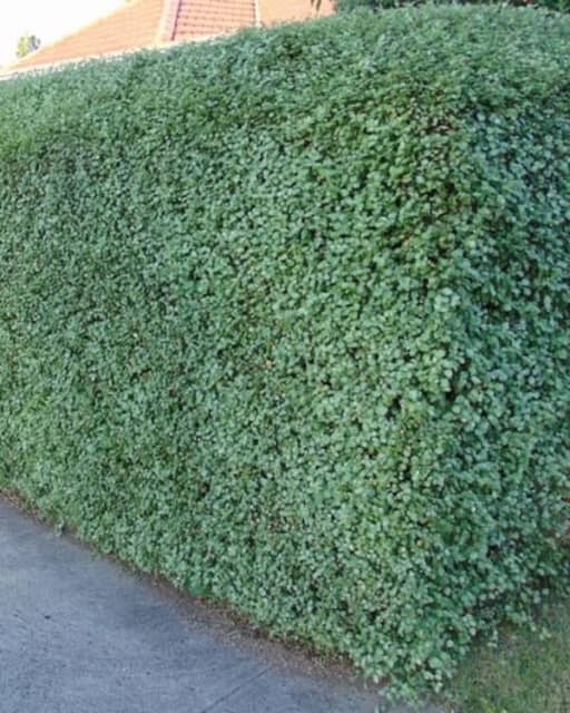 Pittosporum Silver Sheen 14 cm pots Stock Dandenong Plants Gumtree