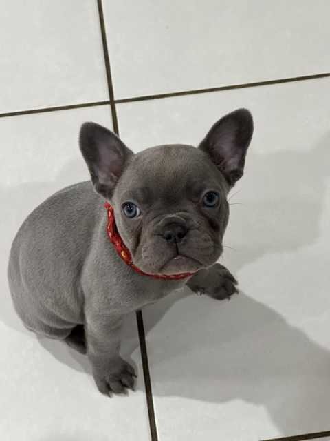 Purebred French bulldogs ( Female) SOLD | Dogs & Puppies | Gumtree ...