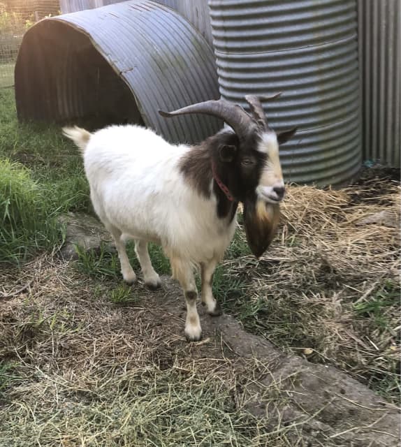 Registered dwarf miniature goat buck Livestock Gumtree Australia
