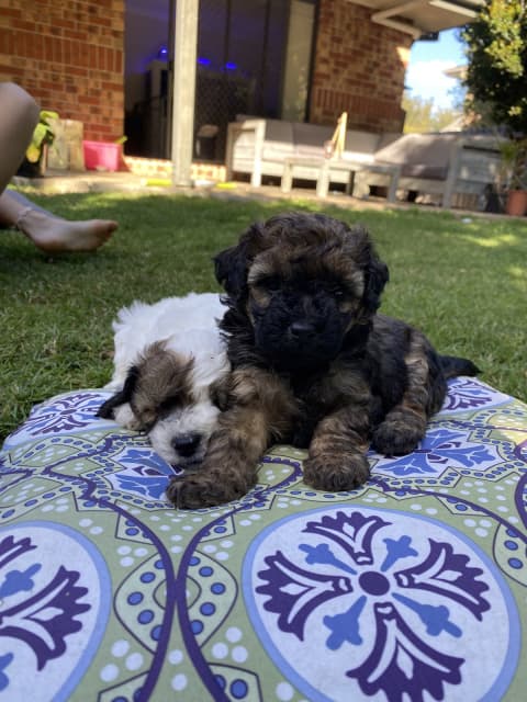 gumtree teddy bear puppies