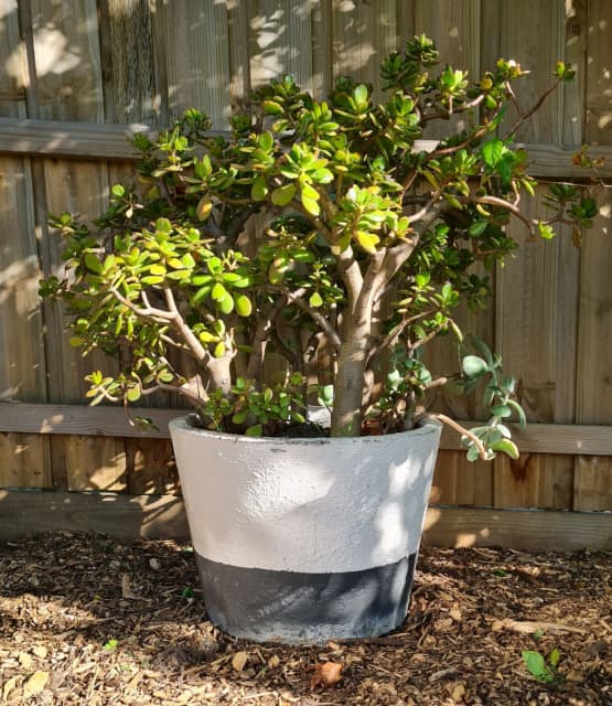 Vintage Concrete Plant Pot with Mature Jade Plant Succulent Pots