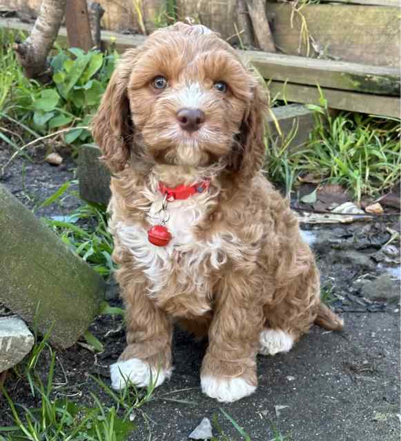 Stunning Ruby Red & White Toy Cavoodles -hard To Get Markings! 