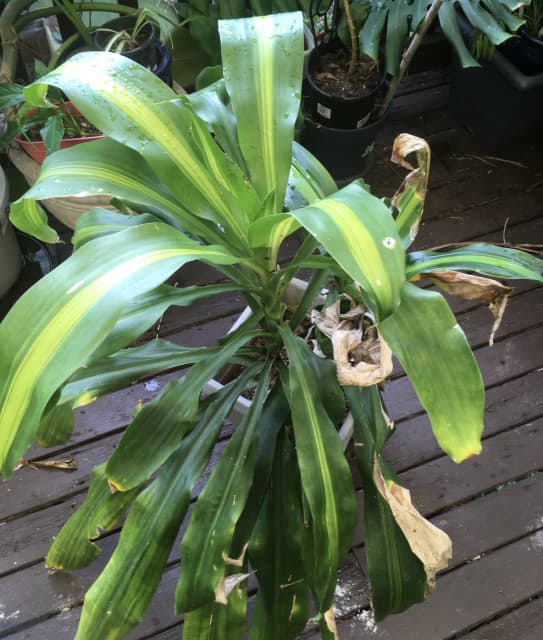 Large Happy Plants Dark green with yellow stripes | Plants | Gumtree ...