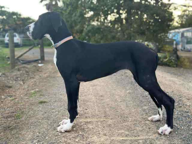 PEDIGREE MALE GREAT DANE FOR SALE. | Dogs & Puppies | Gumtree Australia ...