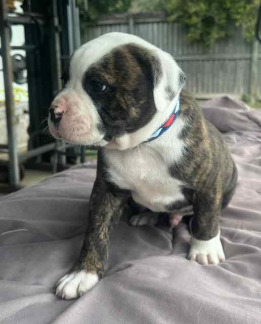 American Bulldog Pups Dogs & Puppies Gumtree Australia Mackay City