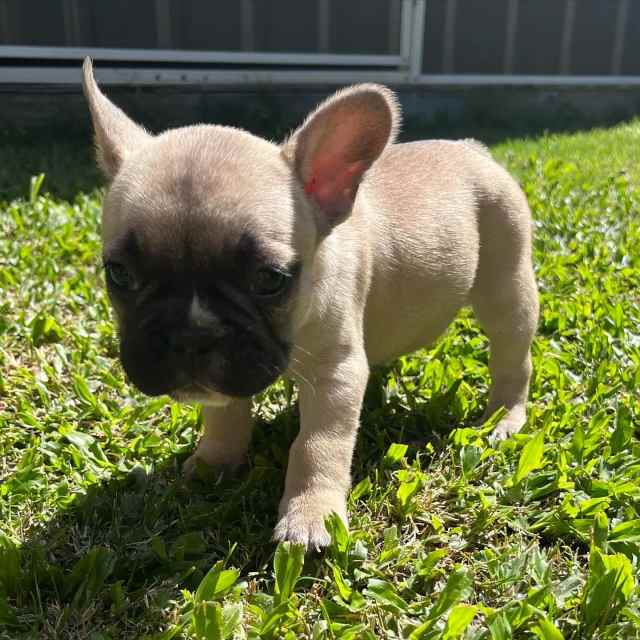 are french bulldogs pedigree