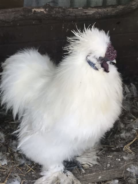 Silkie Roosters !!! Make me an offer, Urgent… need to go ASAP ...