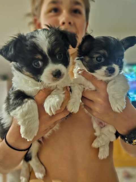 Chihuahua Puppies 5 MALES/ 2 FEMALES | Dogs & Puppies | Gumtree ...