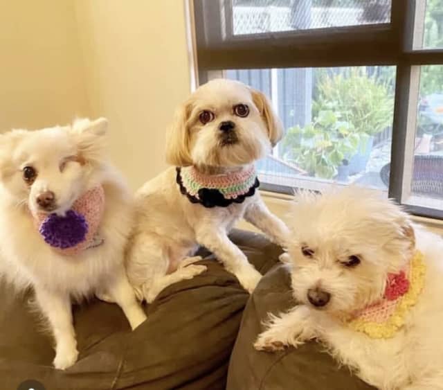 Little Legs Dog Groomer Grooming Gumtree Australia Port Adelaide