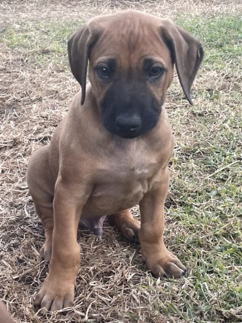 pedigree rhodesian ridgeback