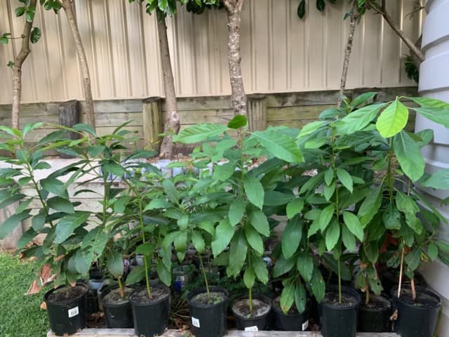 Great Gift - Avocado Tree - Plants in Corlette NSW | Gumtree Australia