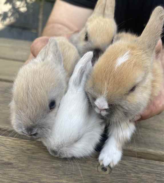 Purebred Netherland dwarf baby bunnies | Rabbits | Gumtree Australia ...