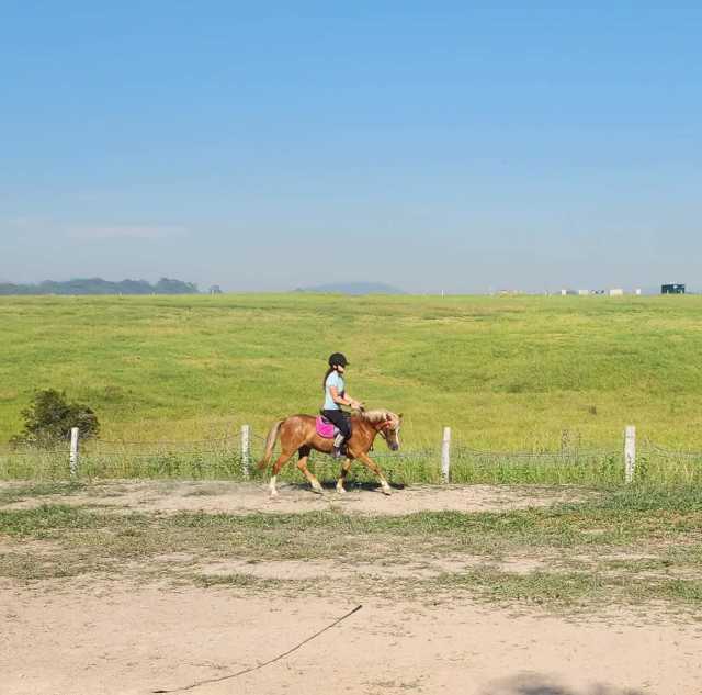 Kids/Leading rein pony Horses & Ponies Gumtree Australia Kempsey