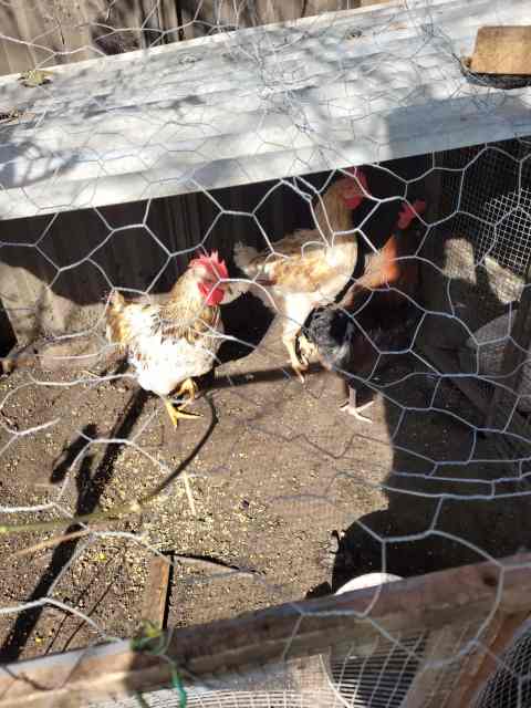 8 roosters need gone asap | Livestock | Gumtree Australia Kogarah Area ...