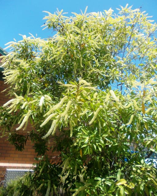 BUCKINGHAMIA IVORY CURL FLOWER 2M TREES 4 SALE IN LARGE GROWBAGS