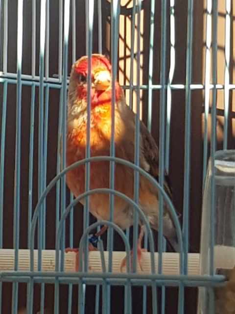 GOLDFINCH MULES | Birds | Gumtree Australia Parramatta Area