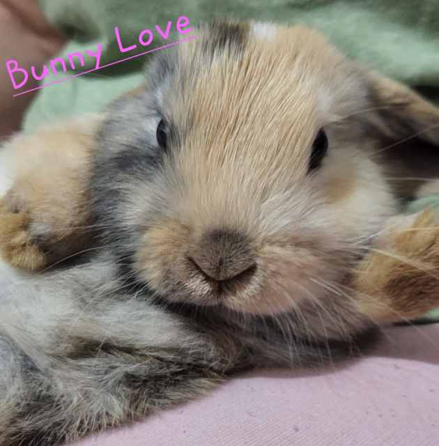 Purebred Mini Lop Bunnies 7 weeks old Rabbits Gumtree Australia