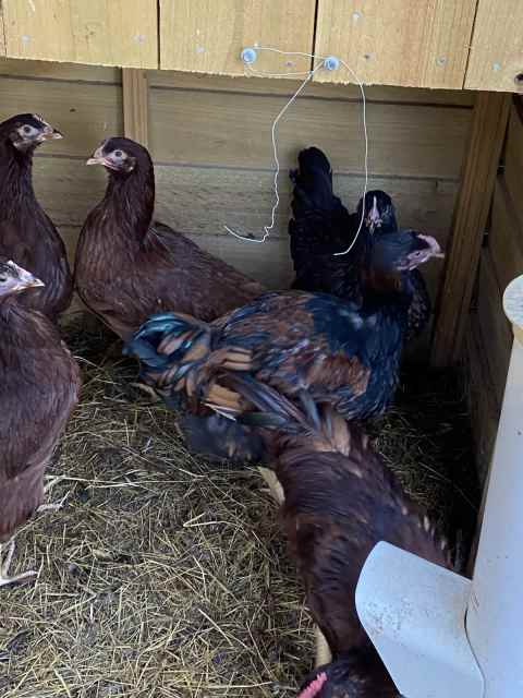 Pullets and roosters heritage breeds point of lay | Livestock | Gumtree ...