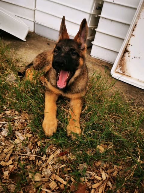 how many puppies can a german shepherd have first litter