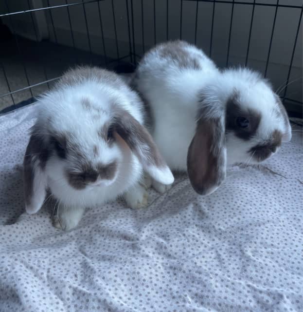 Purebred mini lop bunny rabbits | Rabbits | Gumtree Australia Murray ...