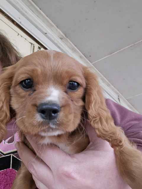 King Charles Cavaliers | Dogs & Puppies | Gumtree Australia Hepburn ...