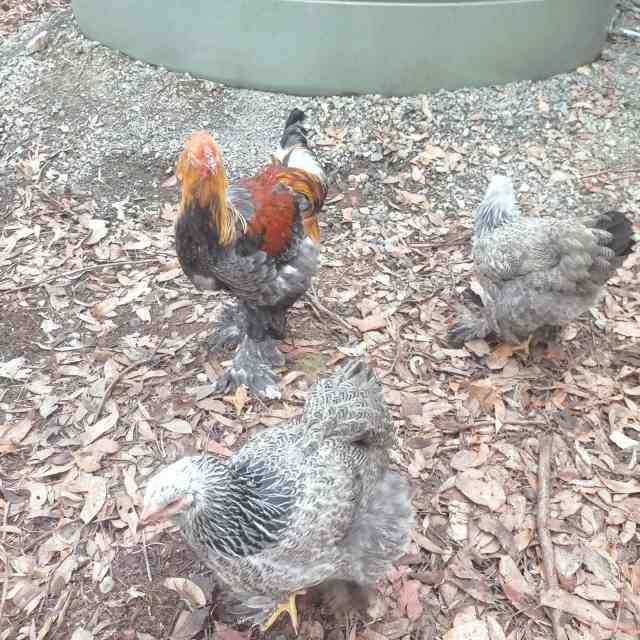 Brahma trio . Blue partridge & Dark brahmas | Birds | Gumtree Australia ...