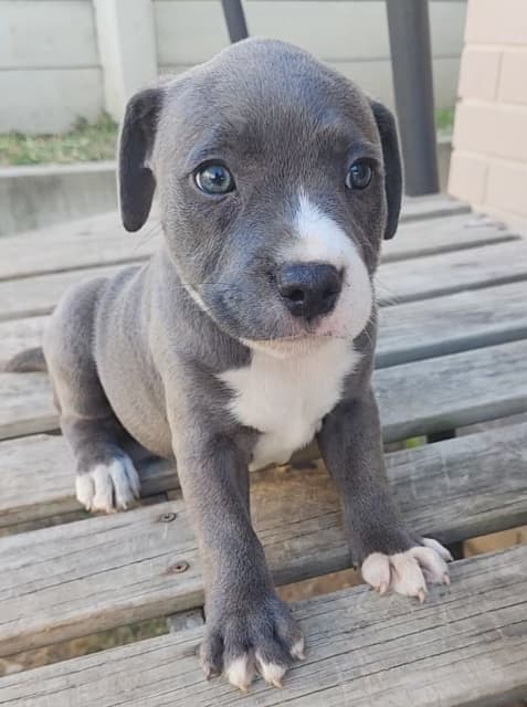 Available Now ️ ️ ️purebred blue English staffy 🩵 | Dogs & Puppies ...