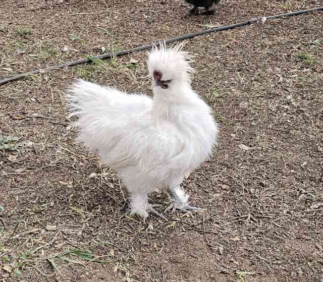 Silkie Chicken for sale | Birds | Gumtree Australia Tuggeranong ...